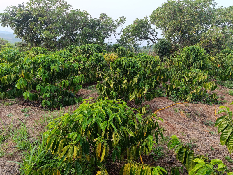 Hướng Dẫn Phòng Trừ Sâu Bệnh Trên Vườn Cà Phê - Hiệu Qủa và Tiết Kiệm Nhất