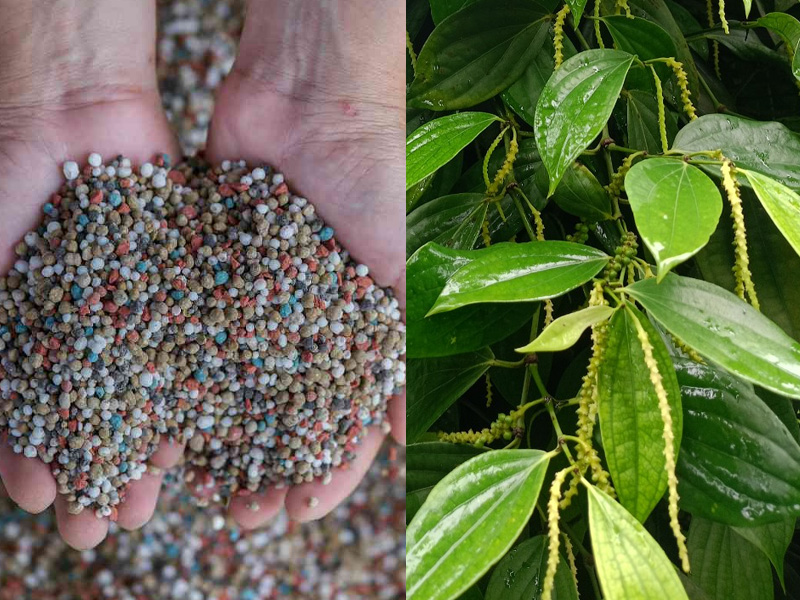 Hướng Dẫn Kỹ Thuật Bón NPK Cho Hồ Tiêu Giai Đoạn Làm Bông 