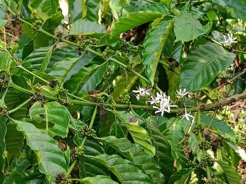 Kỹ Thuật Nuôi Và Làm Cành Bắp Cho Cà Phê Đạt Năng Suất Cao