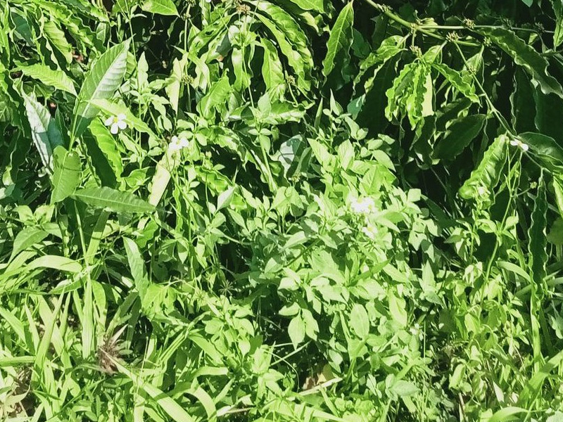 Những Loại Cỏ Dại Cần Thiết Trong Vườn Canh Tác - Tổng Hợp Kỹ Thuật Quản Lý Cỏ Dại