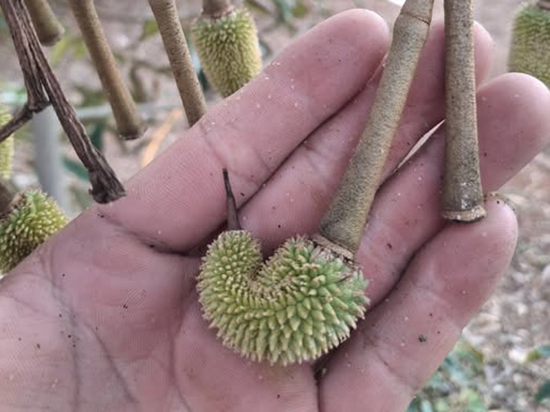 Nguyên Nhân Và Cách Khắc Phục Sầu Riêng Méo Trái