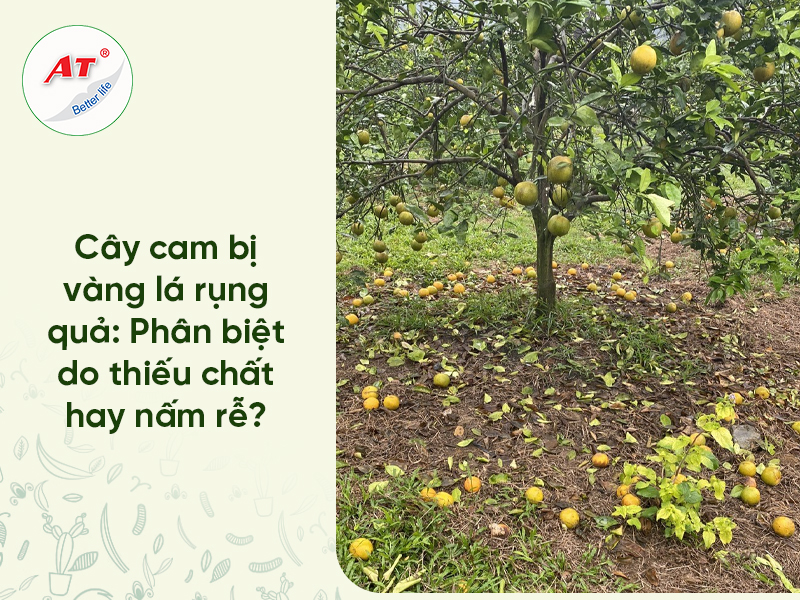 Cam Bị Vàng Lá Rụng Quả Non