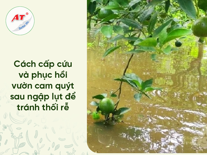 Chăm Sóc Cây Có Múi Sau Ngập Lụt