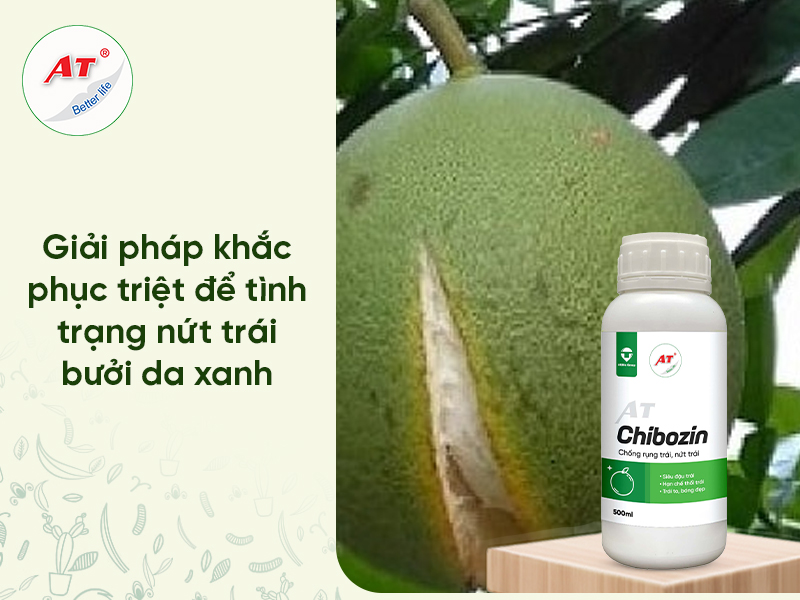 Chống Nứt Trái Bưởi