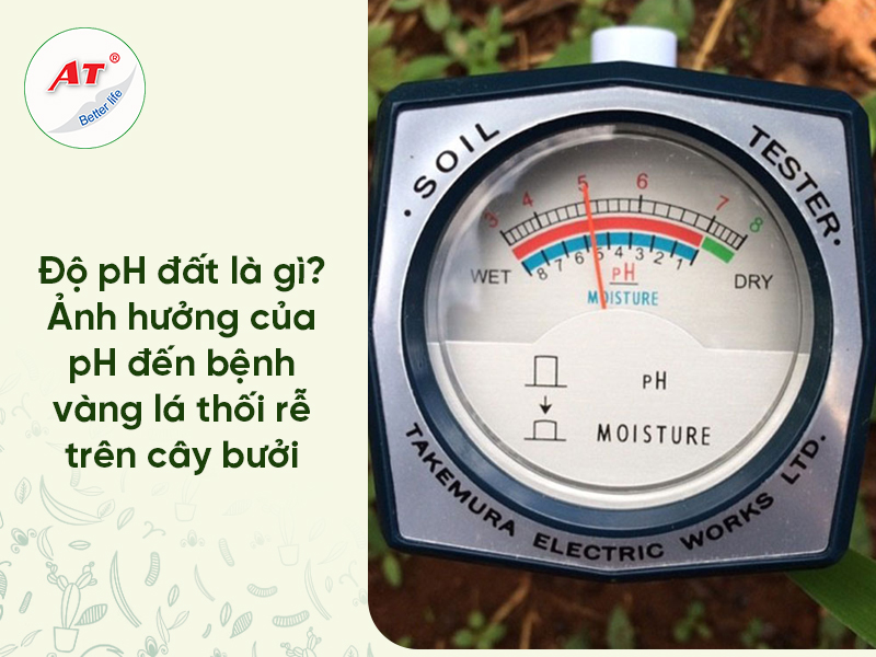 Độ pH Đất Trồng Bưởi