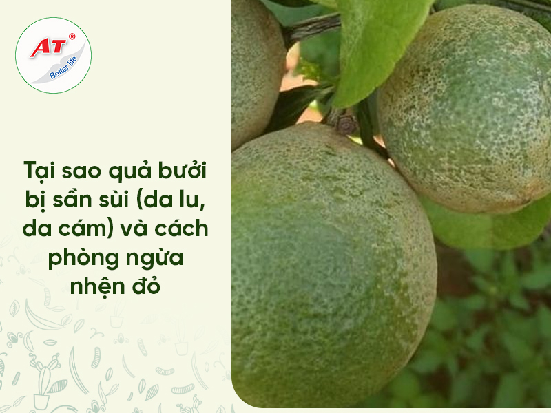 Nhện Đỏ Hại Bưởi