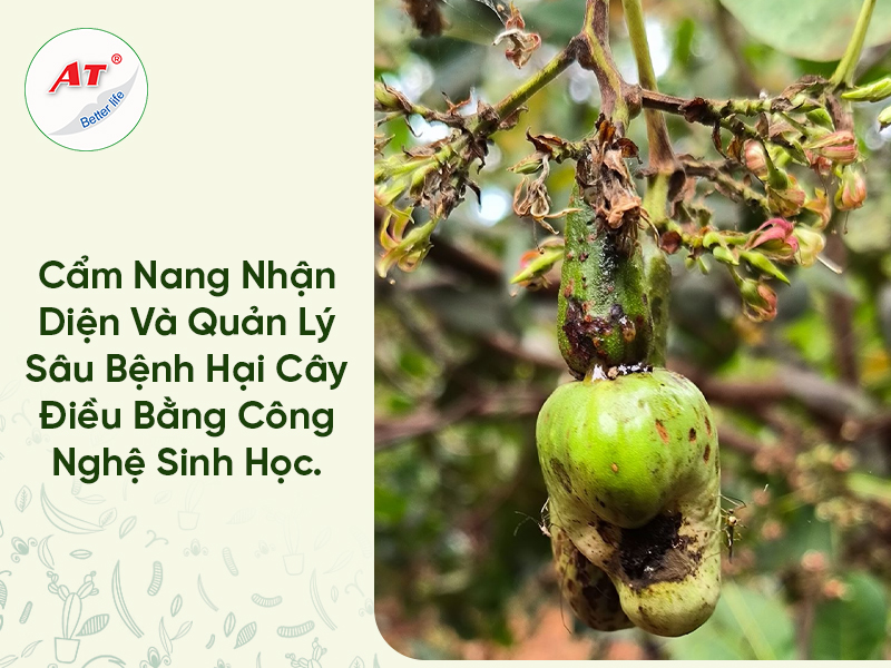Sâu Bệnh Hại Cây Điều