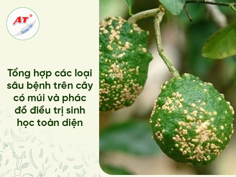 Sâu Bệnh Trên Cây Có Múi