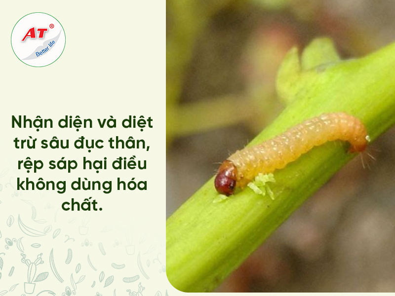 Cách Trị Sâu Đục Thân Cây Điều & Rệp Sáp Hại Hoa 100% Sinh Học