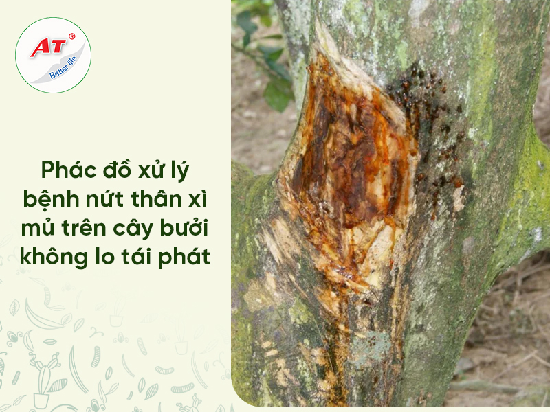 Trị Xì Mủ Gốc Bưởi