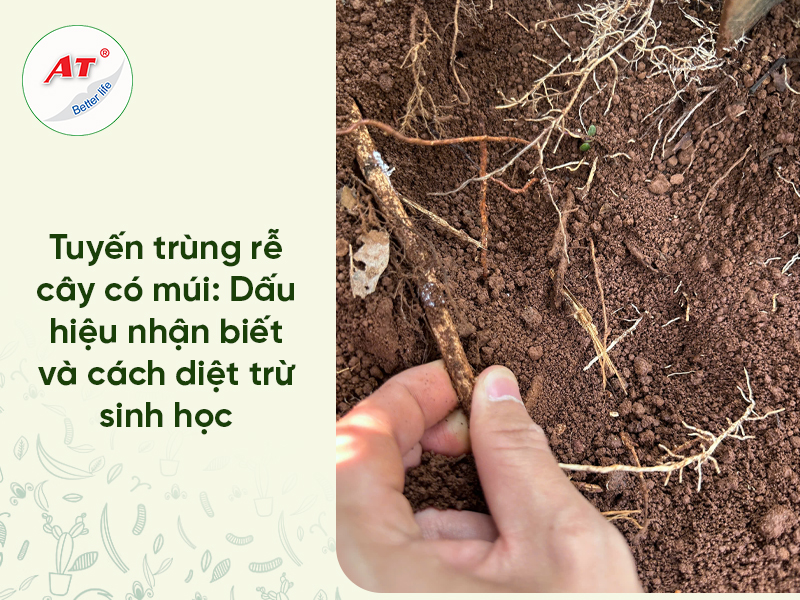 Tuyến Trùng Rễ Cây Có Múi