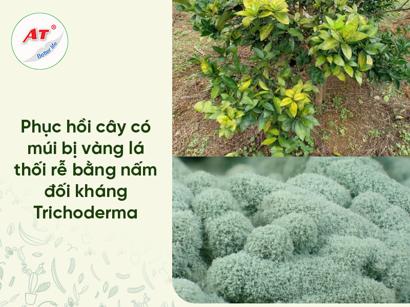 Vàng Lá Thối Rễ