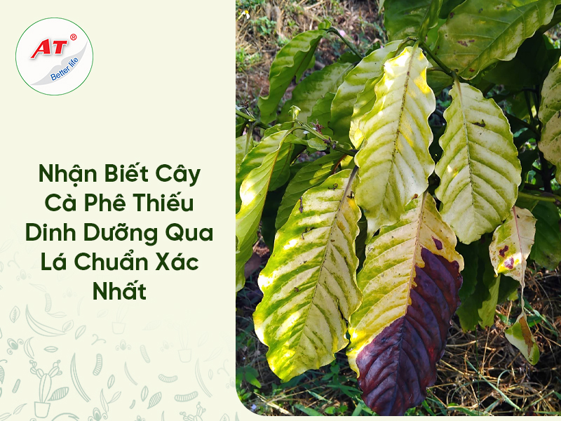 Nhận Biết Cây Cà Phê Thiếu Dinh Dưỡng Qua Lá Chuẩn Xác Nhất