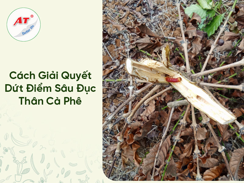 Cách Giải Quyết Dứt Điểm Sâu Đục Thân Cà Phê 