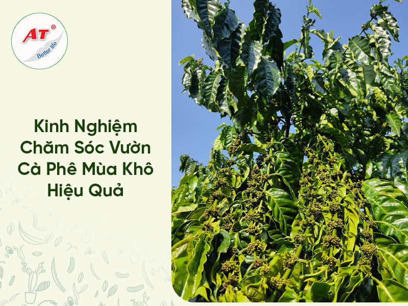 Kinh Nghiệm Chăm Sóc Vườn Cà Phê Mùa Khô Hiệu Quả 