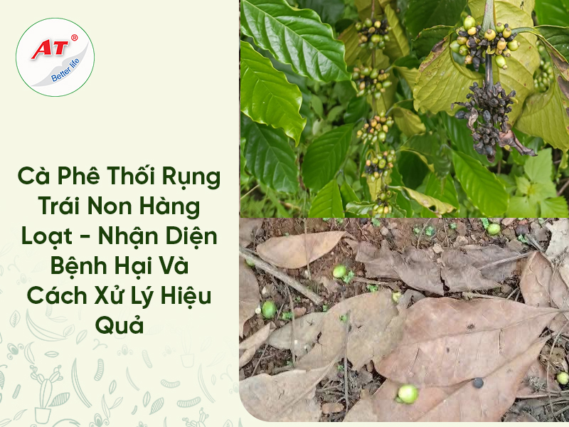 Cà Phê Thối Rụng Trái Non Hàng Loạt – Nhận Diện Bệnh Hại Và Cách Xử Lý Hiệu Quả 