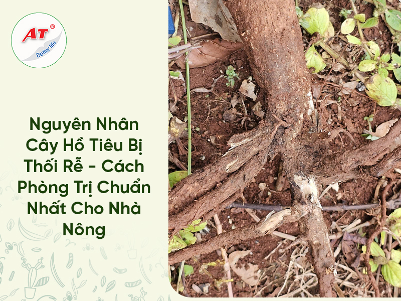 Nguyên Nhân Cây Hồ Tiêu Bị Thối Rễ – Cách Phòng Trị Chuẩn Nhất Cho Nhà Nông 