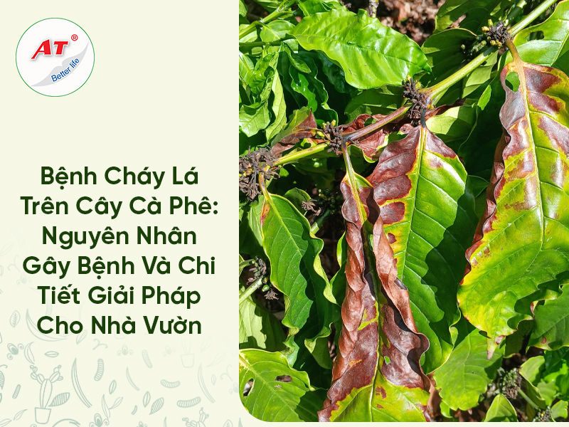 Bệnh Cháy Lá Trên Cây Cà Phê: Nguyên Nhân Gây Bệnh Và Chi Tiết Giải Pháp Cho Nhà Vườn 