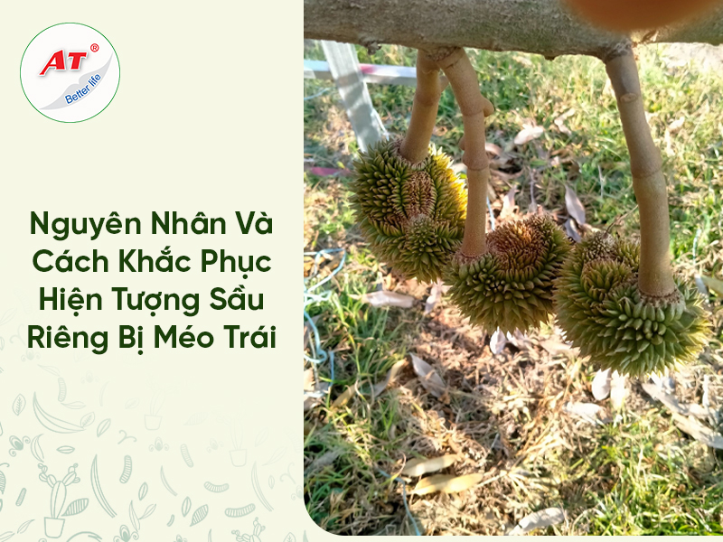 Nguyên Nhân Và Cách Khắc Phục Hiện Tượng Sầu Riêng Bị Méo Trái