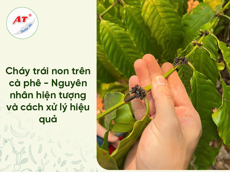 Cháy trái non cà phê – Nguyên nhân hiện tượng và cách xử lý hiệu quả 