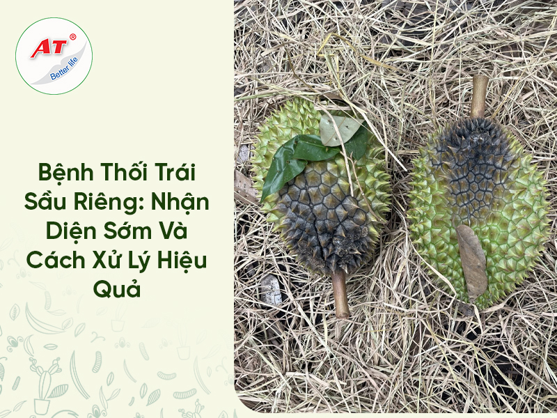Bệnh Thối Trái Sầu Riêng: Nhận Diện Sớm Và Cách Xử Lý Hiệu Quả 