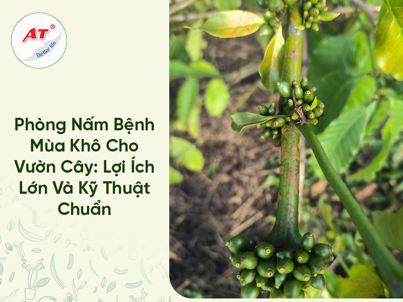 Phòng Nấm Bệnh Mùa Khô Cho Vườn Cây: Lợi Ích Lớn Và Kỹ Thuật Chuẩn 