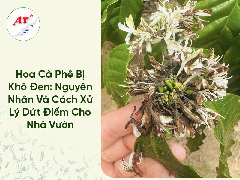 Hoa Cà Phê Bị Khô Đen: Nguyên Nhân Và Cách Xử Lý Dứt Điểm Cho Nhà Vườn 