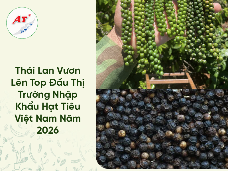 Thái Lan Vươn Lên Top Đầu Thị Trường Nhập Khẩu Hạt Tiêu Việt Nam Năm 2026