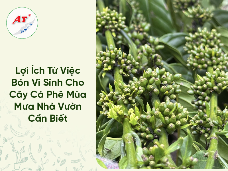 Lợi Ích Từ Việc Bón Vi Sinh Cho Cây Cà Phê Mùa Mưa Nhà Vườn Cần Biết