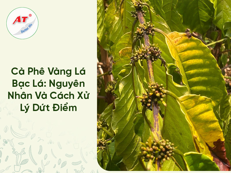 Cà Phê Vàng Lá Bạc Lá: Nguyên Nhân Và Cách Xử Lý Dứt Điểm 