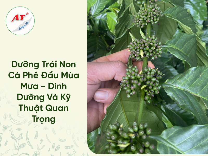 Dưỡng Trái Non Cà Phê Đầu Mùa Mưa – Dinh Dưỡng Và Kỹ Thuật Quan Trọng 