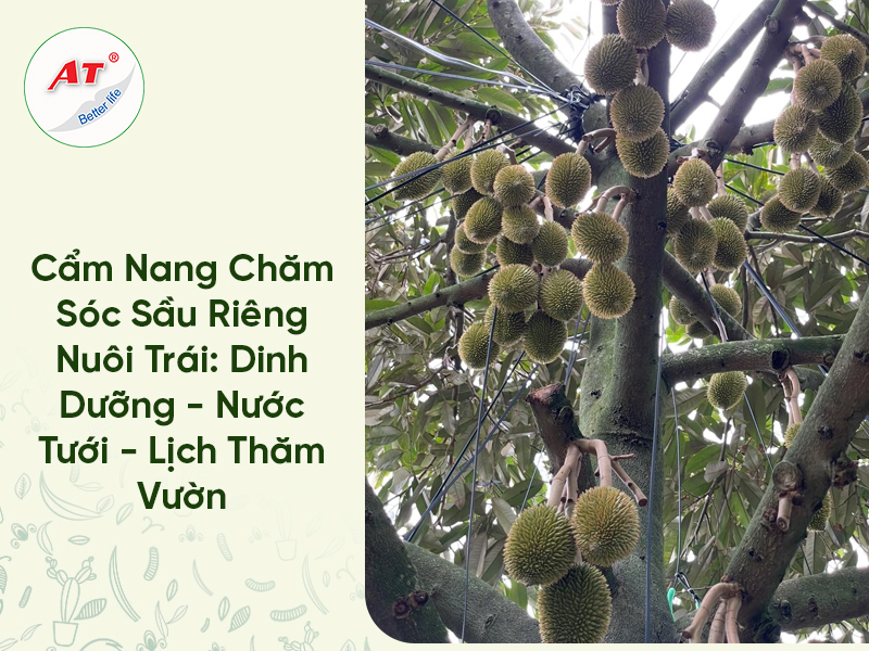 Cẩm Nang Chăm Sóc Sầu Riêng Nuôi Trái: Dinh Dưỡng – Nước Tưới – Lịch Thăm Vườn