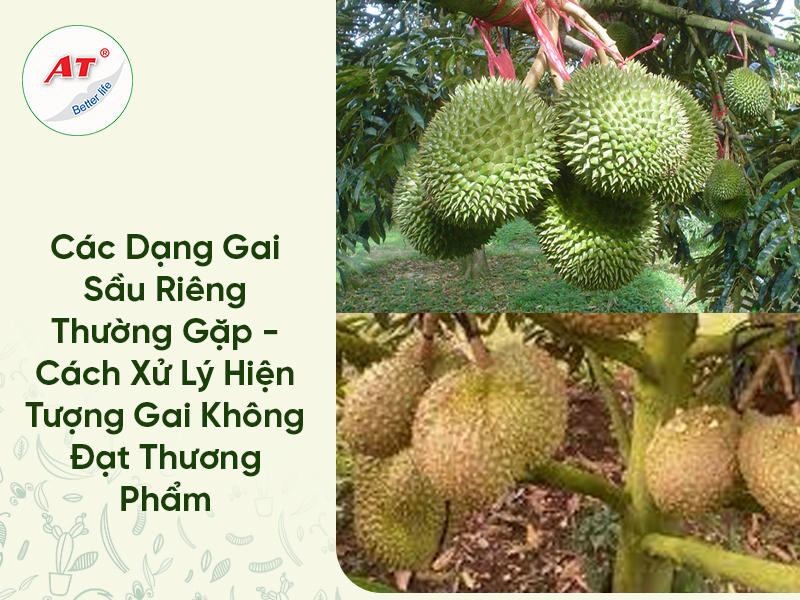 Các Dạng Gai Sầu Riêng Thường Gặp – Cách Xử Lý Hiện Tượng Gai Không Đạt Thương Phẩm