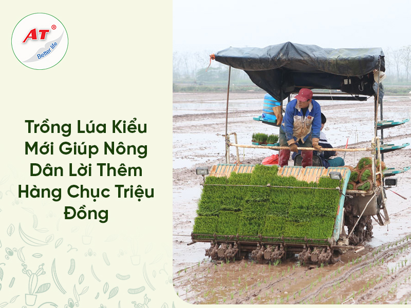 Trồng Lúa Kiểu Mới Giúp Nông Dân Lời Thêm Hàng Chục Triệu Đồng