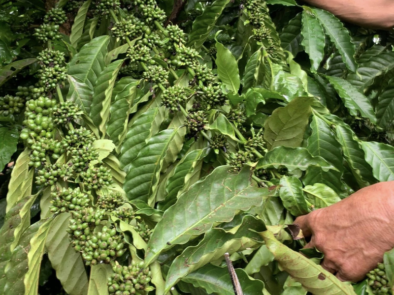 Kỹ Thuật Chăm Sóc Cà Phê Tháng 5 - Đảm Bảo Tăng Năng Suất Cao