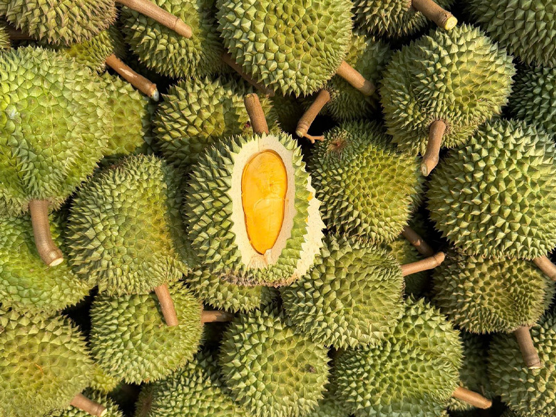 Top 9 Các Giống Sầu Riêng Năng Suất Cao - Kỹ Thuật Canh Tác Phù Hợp 