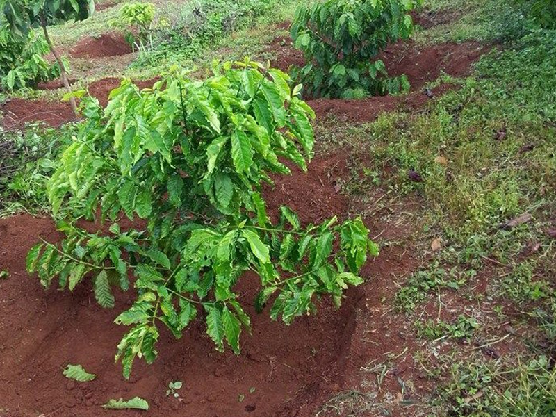 Kỹ thuật làm bồn cà phê hiệu quả - Gia tăng hiệu quả chăm sóc về sau