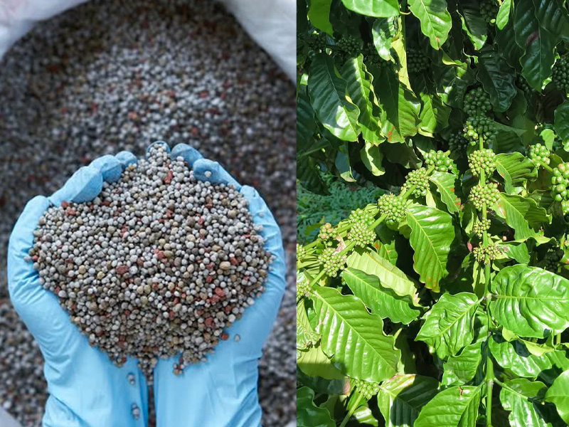 Bón Lân Cho Cây Cà Phê Có Tác Dụng Gì? Bón Vào Thời Điểm Nào Đạt Hiệu Quả Cao Nhất