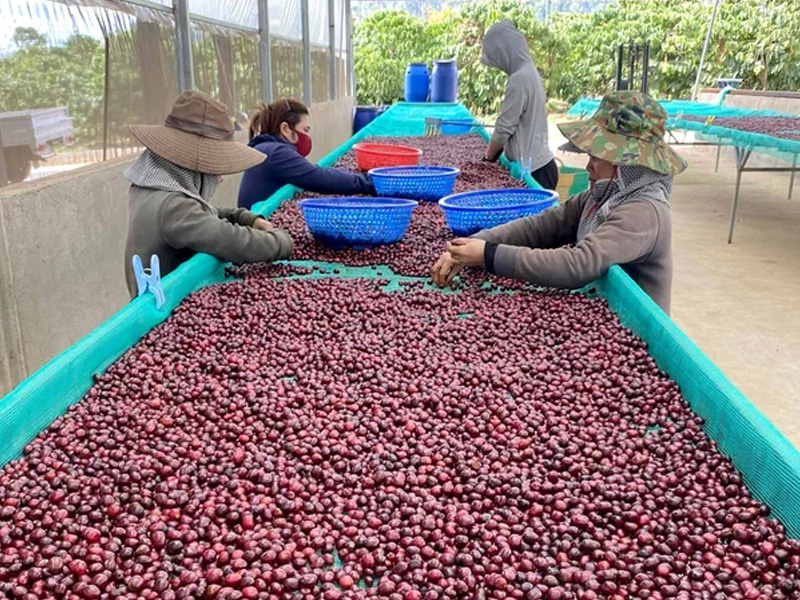 Brazil Có Thể Đạt Kỷ Lục Xuất Khẩu Cà Phê Trong Niên Vụ Mới