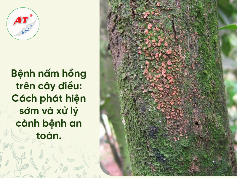 Bệnh Nấm Hồng Trên Cây Điều