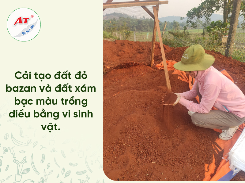 Cải Tạo Đất Trồng Điều