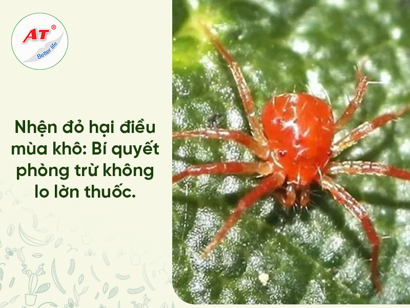 Nhện Đỏ Hại Điều
