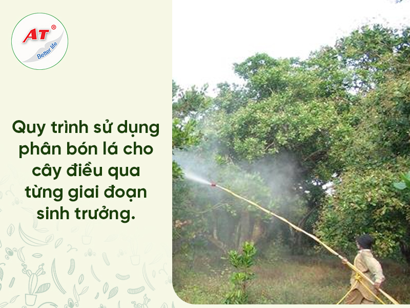 Phân Bón Lá Cho Cây Điều
