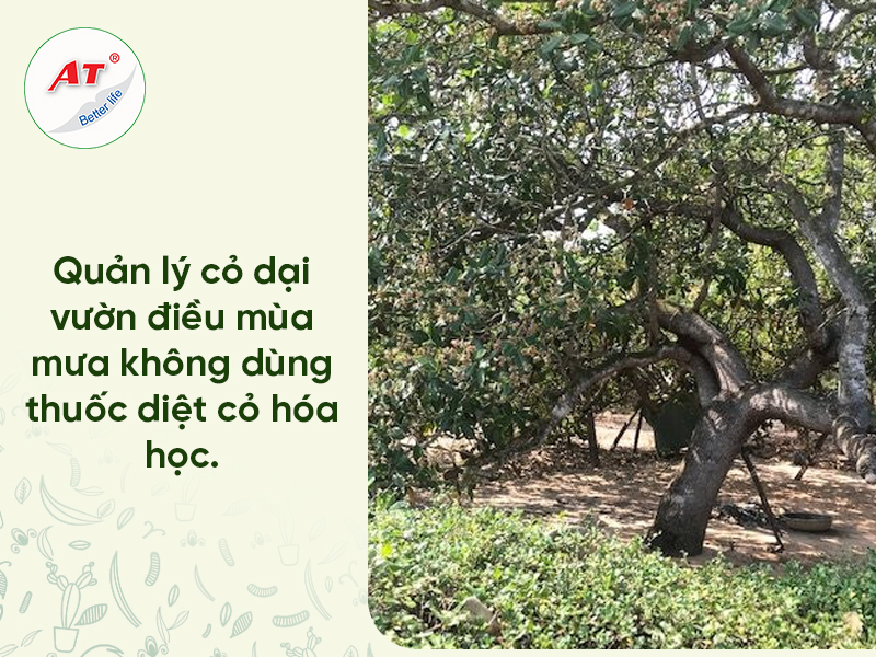 Cỏ Dại Vườn Điều