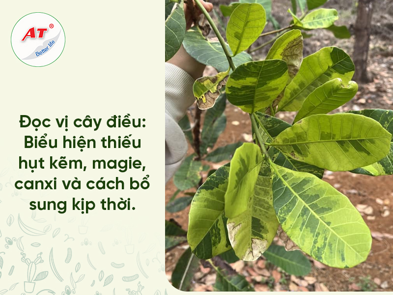 Vi Lượng Trên Cây Điều