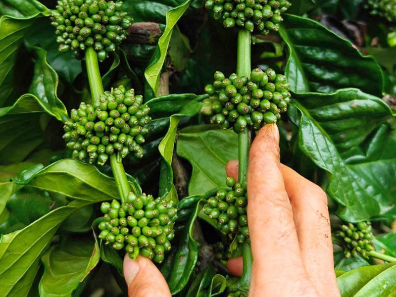 Bón Phân Cho Cà Phê Giai Đoạn Trái Non - Chạy Trái Hiệu Quả Trong Mùa Mưa