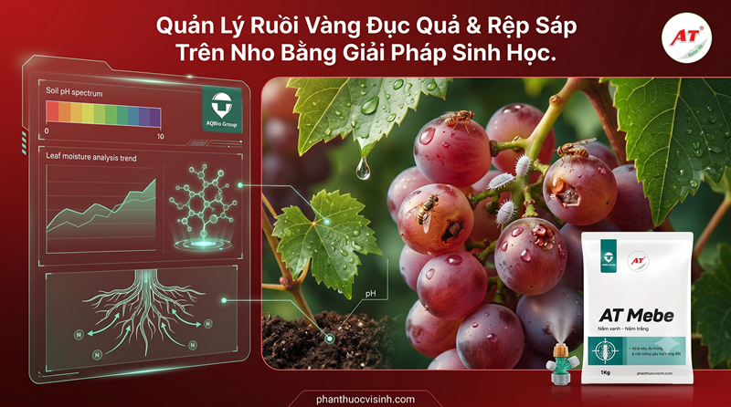 Quản Lý Ruồi Vàng Đục Quả & Rệp Sáp Trên Nho Bằng Giải Pháp Sinh Học