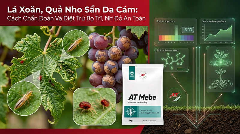 Trị Bọ Trĩ Hại Nho Và Nhện Đỏ: Quy Trình 3 Bước Cứu Lá, Dưỡng Quả