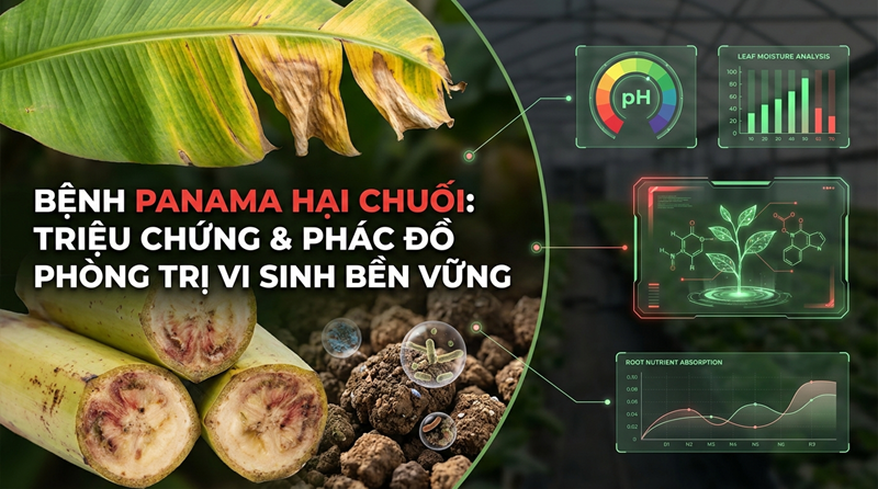 Bệnh Panama Hại Chuối