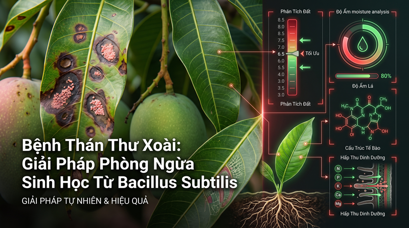 Bệnh Thán Thư Xoài